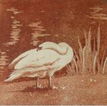 Schwan - Aquatintaradierung - 10 x 10 cm - 2014 (20er Auflage)